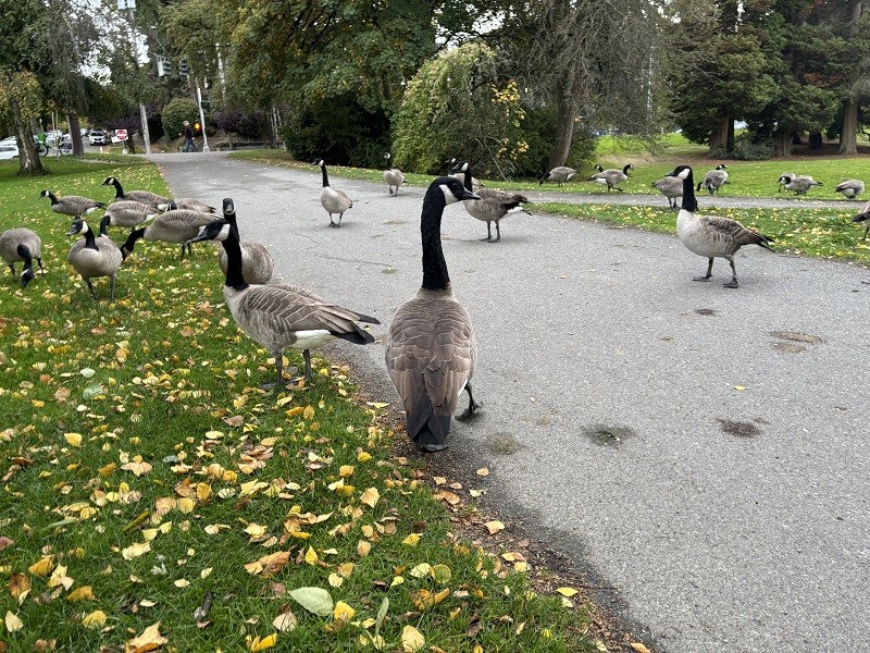 『第一内科 西山先生 シアトル留学記 vol5：ポスドク』