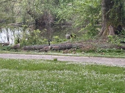 『第一内科 西山先生 シアトル留学記 vol9：4月5月』